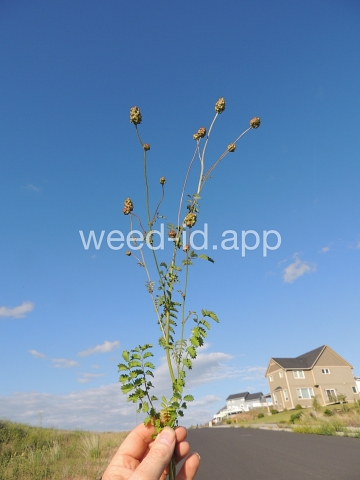 burnet, annual